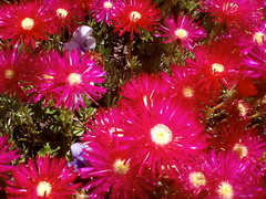 Lampranthus coccineus
