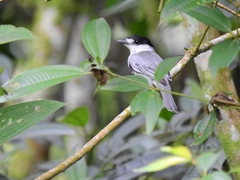 Pachyramphus rufus