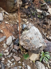 Arabis sagittata borealis