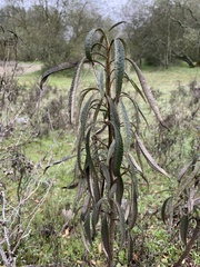 Eriodictyon californicum