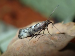 Acrolepiopsis assectella