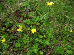 Ranunculus praemorsus