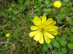 Ranunculus praemorsus
