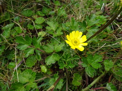 Ranunculus praemorsus