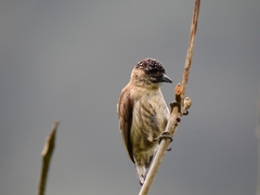 Picumnus granadensis