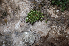 Arenaria orbignyana