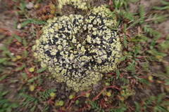 Rhizocarpaceae