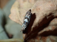 Acrolepiopsis assectella