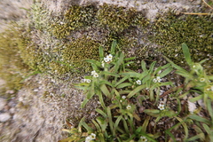 Plagiobothrys humilis