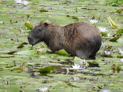 Hydrochoerus isthmius