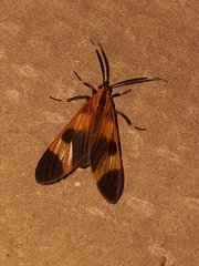Dycladia vitrina