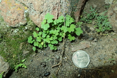 Bowlesia lobata