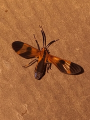 Dycladia vitrina