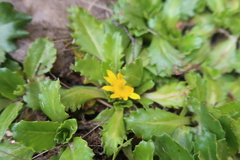 Senecio breviscapus