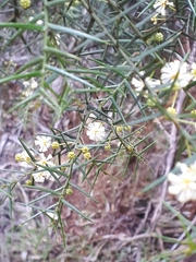 Acacia rupicola