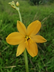 Echeandia flavescens