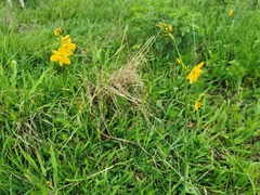 Echeandia flavescens
