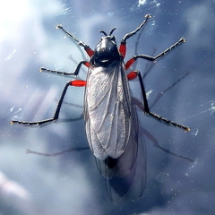 Bibio pomonae