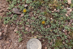 Senecio moqueguensis