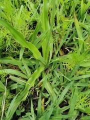 Echeandia flavescens