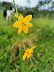 Echeandia flavescens