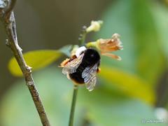 Bombus eximius