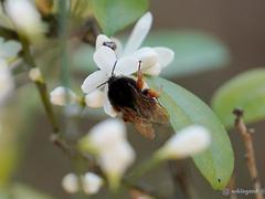 Bombus eximius