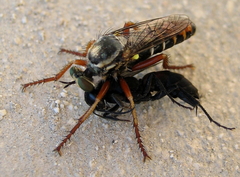 Saropogon aberrans
