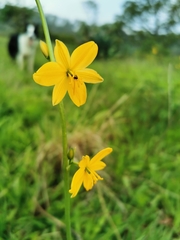 Echeandia flavescens
