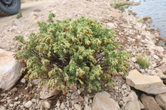 Senecio adenophyllus
