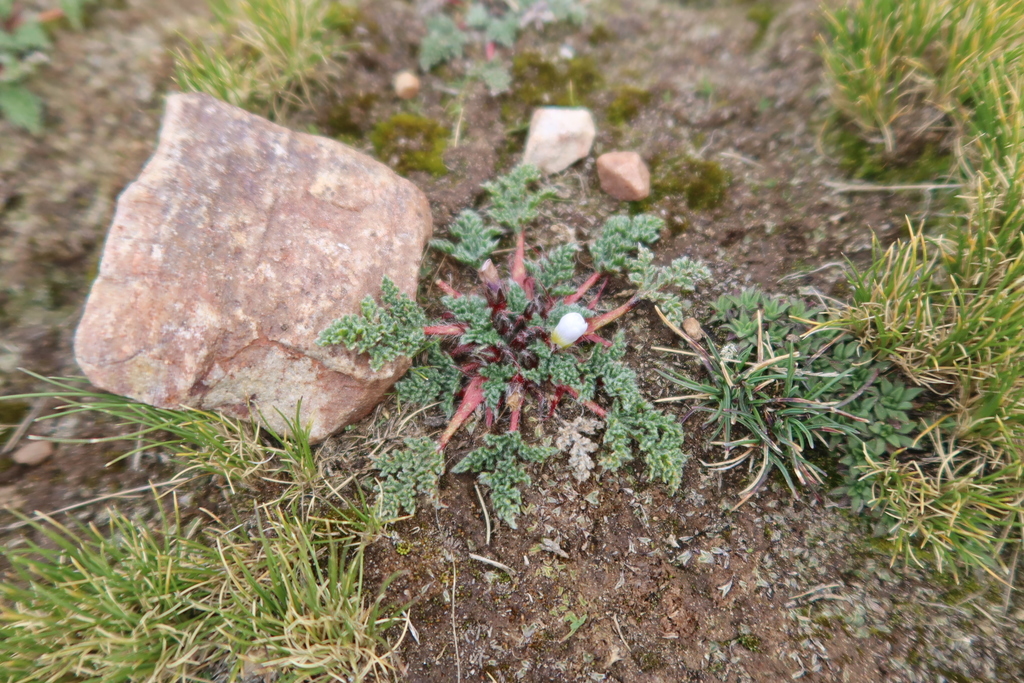 Nototriche argentea