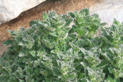 Urtica echinata