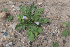Solanum candolleanum