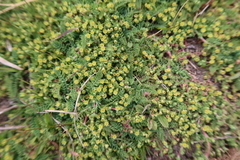 Alchemilla pinnata