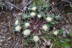 Gomphrena meyeniana