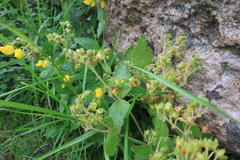 Calceolaria plectranthifolia