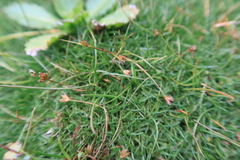 Eleocharis albibracteata