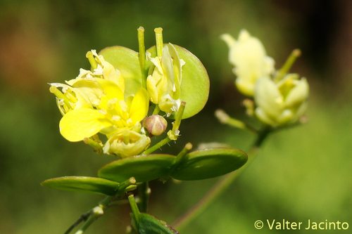 Representative image of Biscutella
