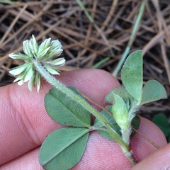 Trifolium amabile