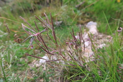 Epilobium denticulatum