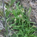 Silene genovevae - Photo (c) danplant, some rights reserved (CC BY-NC), uploaded by danplant