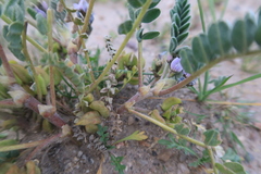 Astragalus arequipensis