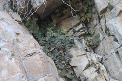 Cheilanthes arequipensis