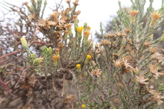 Parastrephia lepidophylla