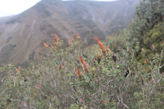 Chuquiraga spinosa