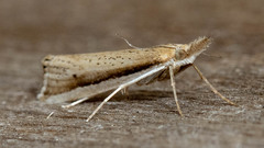 Hednota invalidellus