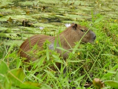 Hydrochoerus isthmius
