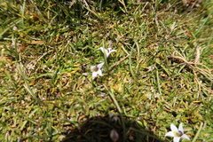 Lobelia oligophylla