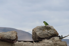 Psilopsiagon aurifrons