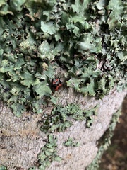 Brontocoris nigrolimbatus